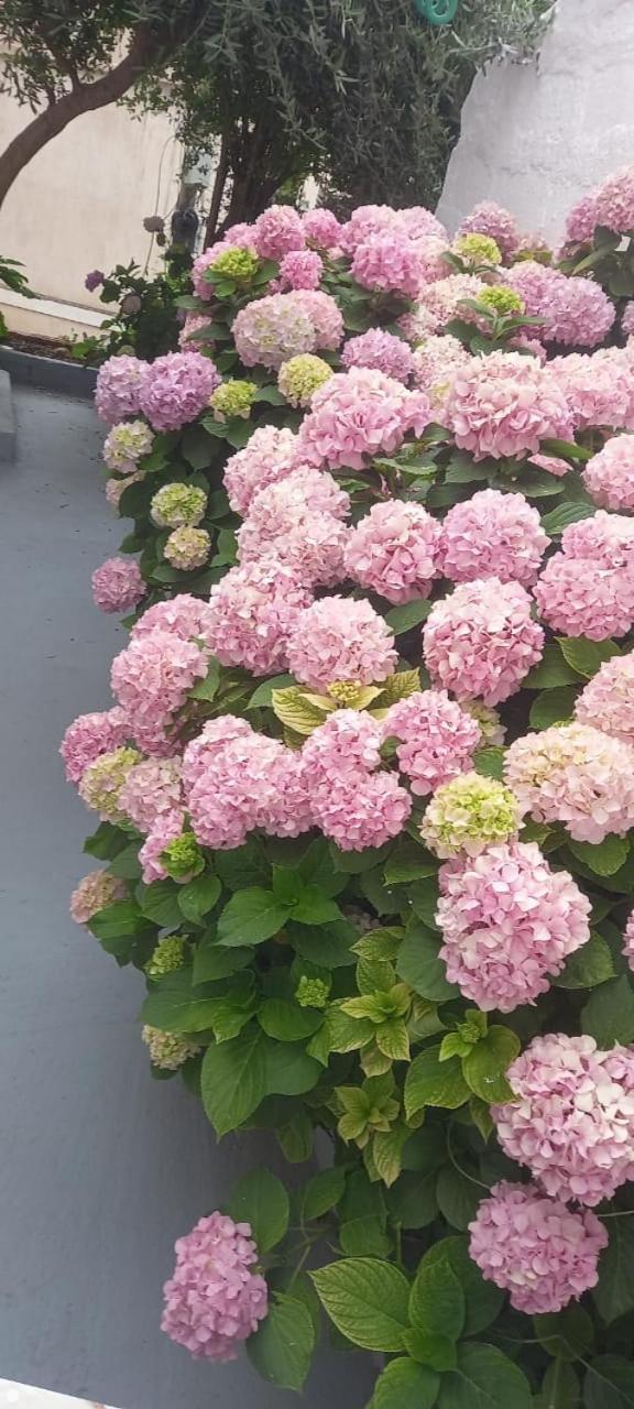 Hotel Vila Vilson Saranda Zewnętrze zdjęcie